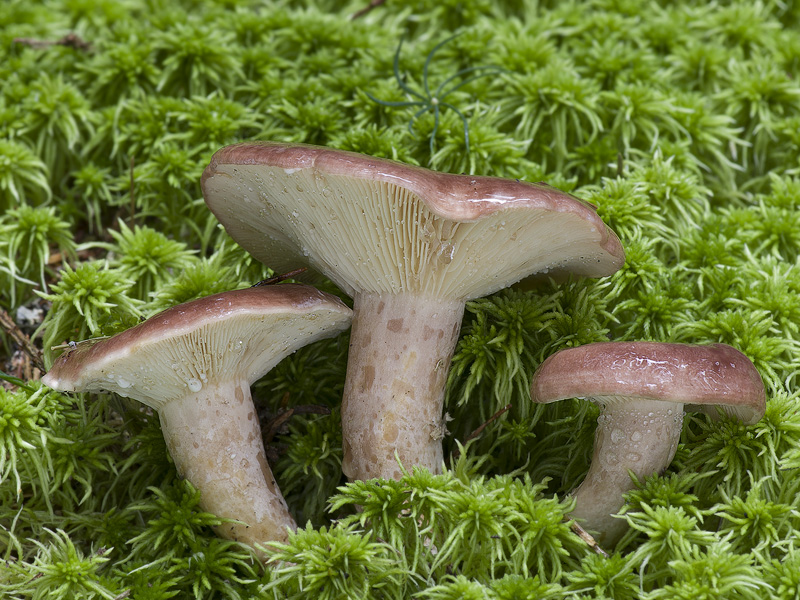 Lactarius hysginus